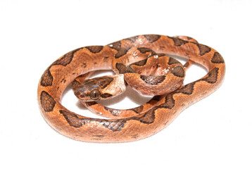 Cobras e serpentes brasileiras