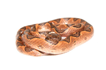 Cobras e serpentes brasileiras