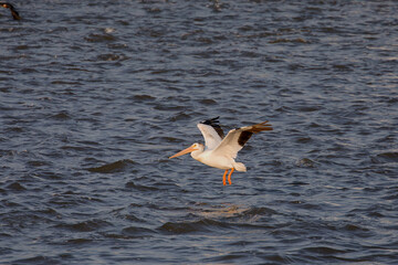 The American white pelican (Pelecanus erythrorhynchos) in flight