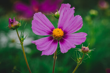Kosmos pierzasty, kosmos podwójnie pierzasty, onętek © Henryk Niestrój