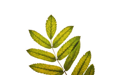 Abstract autumn leaf texture on white isolated background. Macro.