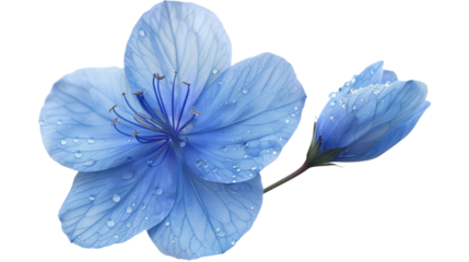 Blue Flower with Dew Drops Isolated on White Background, PNG file