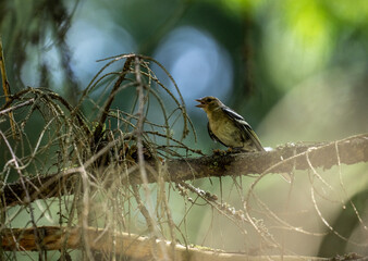 Song finch hunts in natural conditions on a sunny summer day