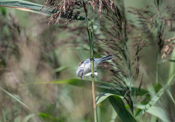 A warbler bird hunts in natural conditions on a sunny summer day