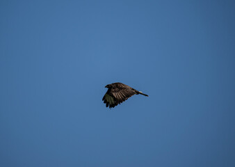 black kite hunting in natural conditions on a sunny summer day