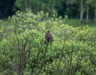 black kite hunting in natural conditions on a sunny summer day