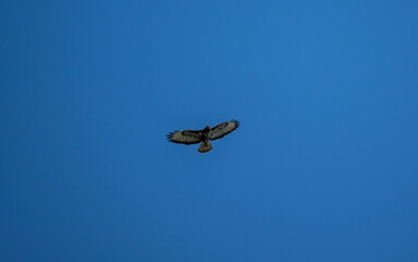 black kite hunting in natural conditions on a sunny summer day