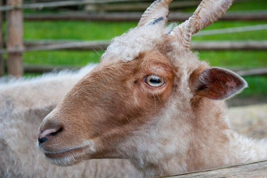 Racka sheep with scraggy wool and twisted horns looking straight into the camera. World Animal Day