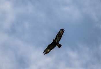 black kite hunting in natural conditions on a sunny summer day