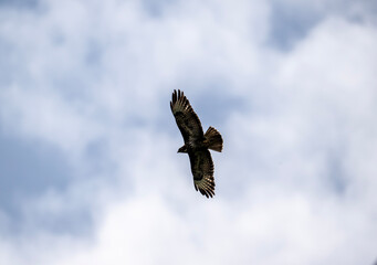 black kite hunting in natural conditions on a sunny summer day