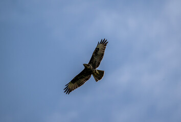 black kite hunting in natural conditions on a sunny summer day