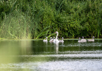 white mute swan looking for food in natural conditions on a sunny summer day