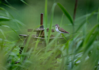 brown river sandpiper hunting in natural conditions on a sunny summer day