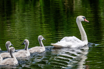 white mute swan looking for food in natural conditions on a sunny summer day