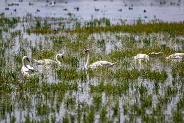 white mute swan looking for food in natural conditions on a sunny summer day