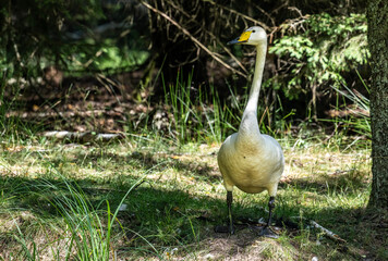 whooper swan looking for food in natural conditions on a sunny summer day