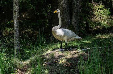 whooper swan looking for food in natural conditions on a sunny summer day