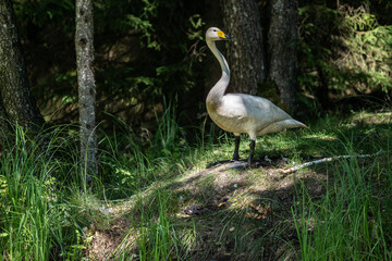 Fototapeta premium whooper swan looking for food in natural conditions on a sunny summer day