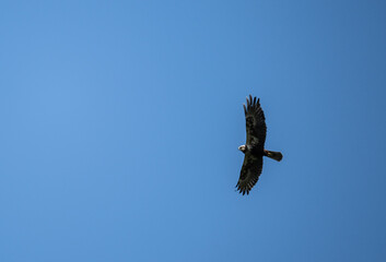 Ruffed buzzard searching for food in natural conditions on a sunny summer day