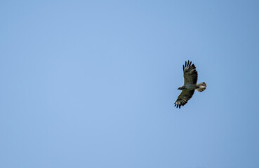 Ruffed buzzard searching for food in natural conditions on a sunny summer day