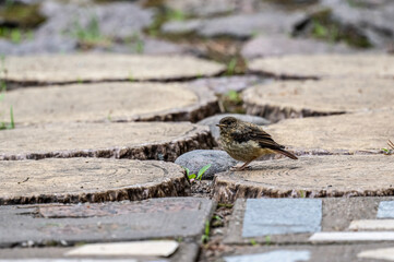 Common Redstart searching for food in natural conditions on a sunny summer day