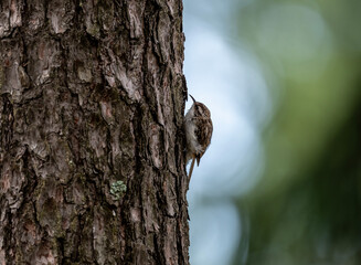 common pika searching for food in natural conditions on a sunny summer day