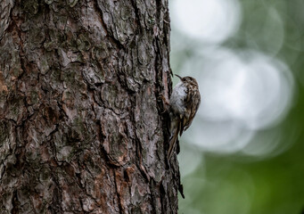 common pika searching for food in natural conditions on a sunny summer day