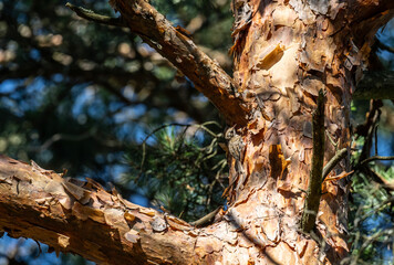 common pika searching for food in natural conditions on a sunny summer day