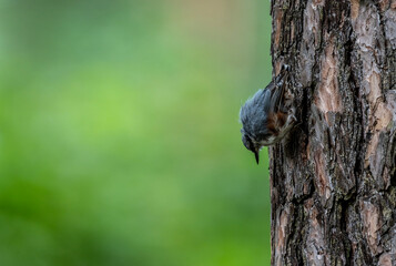 Common nuthatch looking for food in natural conditions on a sunny summer day