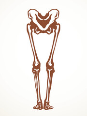 Vector drawing. Bones of the leg