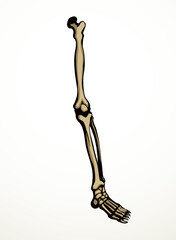 Vector drawing. Bones of the leg