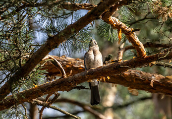 Fototapeta premium jay bird looking for food in natural conditions on a sunny summer day