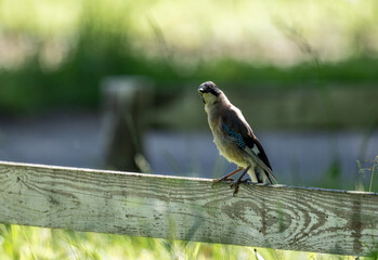 jay bird looking for food in natural conditions on a sunny summer day