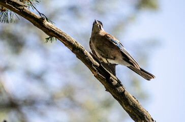 jay bird looking for food in natural conditions on a sunny summer day
