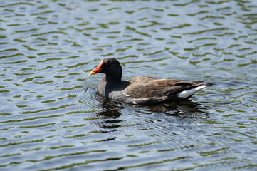 Warbler duck looking for food in natural conditions on a sunny summer day