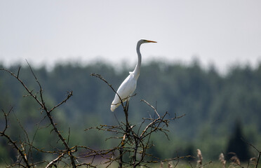 white egret looking for food in natural conditions in the forest on a sunny summer day