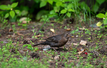 blackbird pecking berries in the forest on a sunny summer day