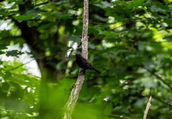 blackbird pecking berries in the forest on a sunny summer day