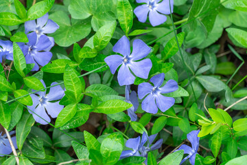 Purple flower periwinkle and green leafs blooming in garden. Vinca minor is genus of creeping...