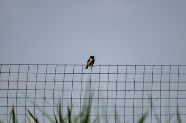 beautiful bird looking for food in natural conditions in the forest on a sunny summer day