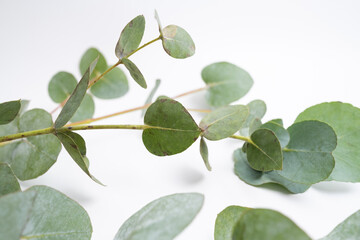 Green eucalyptus branch on an empty light background. Background for product presentation. Cosmetic cosmetics advertising display mockup. Congratulations card © Iuliia Pilipeichenko