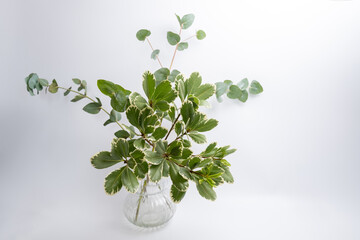 Green eucalyptus branch on an empty light background. Background for product presentation. Cosmetic cosmetics advertising display mockup. Congratulations card