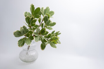 Green eucalyptus branch on an empty light background. Background for product presentation. Cosmetic cosmetics advertising display mockup. Congratulations card