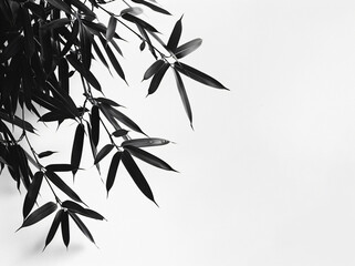 Obraz premium Black and white photography of bamboo leaves, botanicals, leaves, plant life, minimalism, isolated on a white background