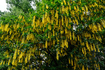 a stunning Laburnum tree in full bloom