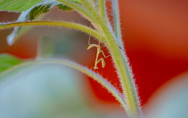 Praying mantis on a sunflower stalk 