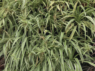 Close-Up of Diverse Foliage Featuring Red-Tinged Bromeliads and Variegated Spider Plants in a Lush Garden Setting
