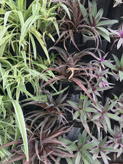 Close-Up of Diverse Foliage Featuring Red-Tinged Bromeliads and Variegated Spider Plants in a Lush Garden Setting