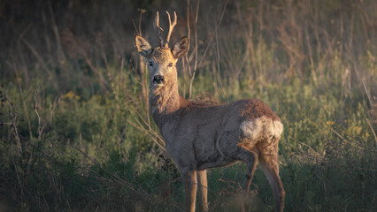 Fototapeta premium deer in the grass