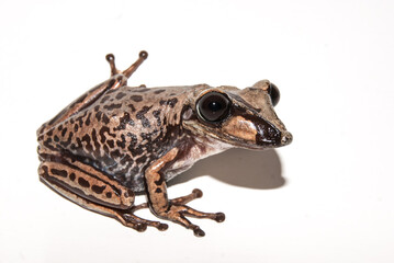 sapo Aparasphenodon brunoi